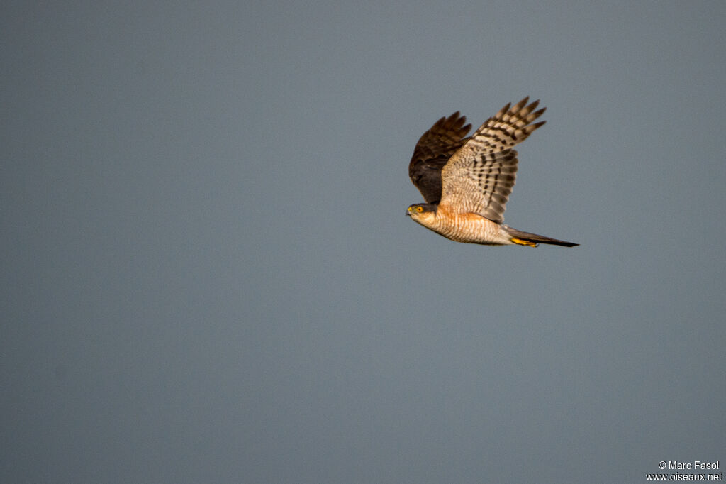 Eurasian Sparrowhawk male adult, Flight