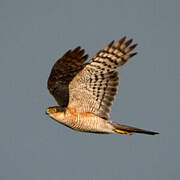 Eurasian Sparrowhawk