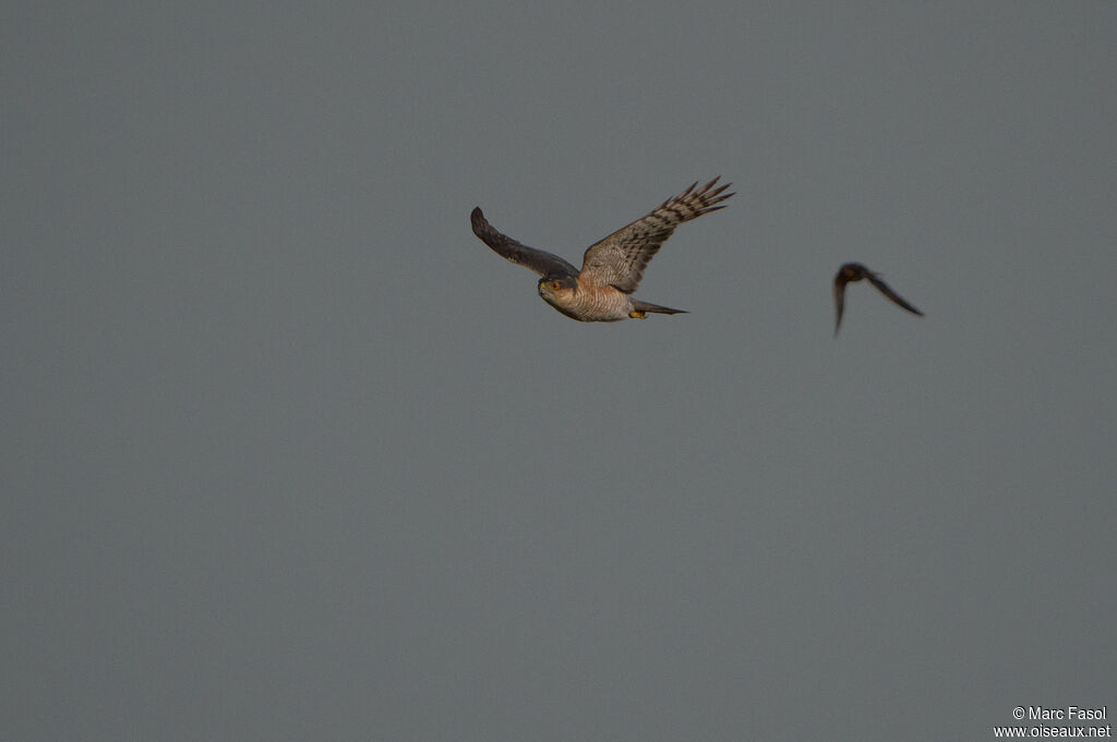 Eurasian Sparrowhawk male adult, identification, Flight, fishing/hunting