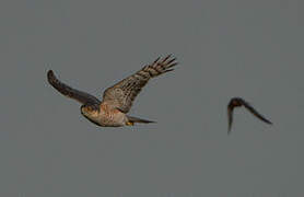 Eurasian Sparrowhawk