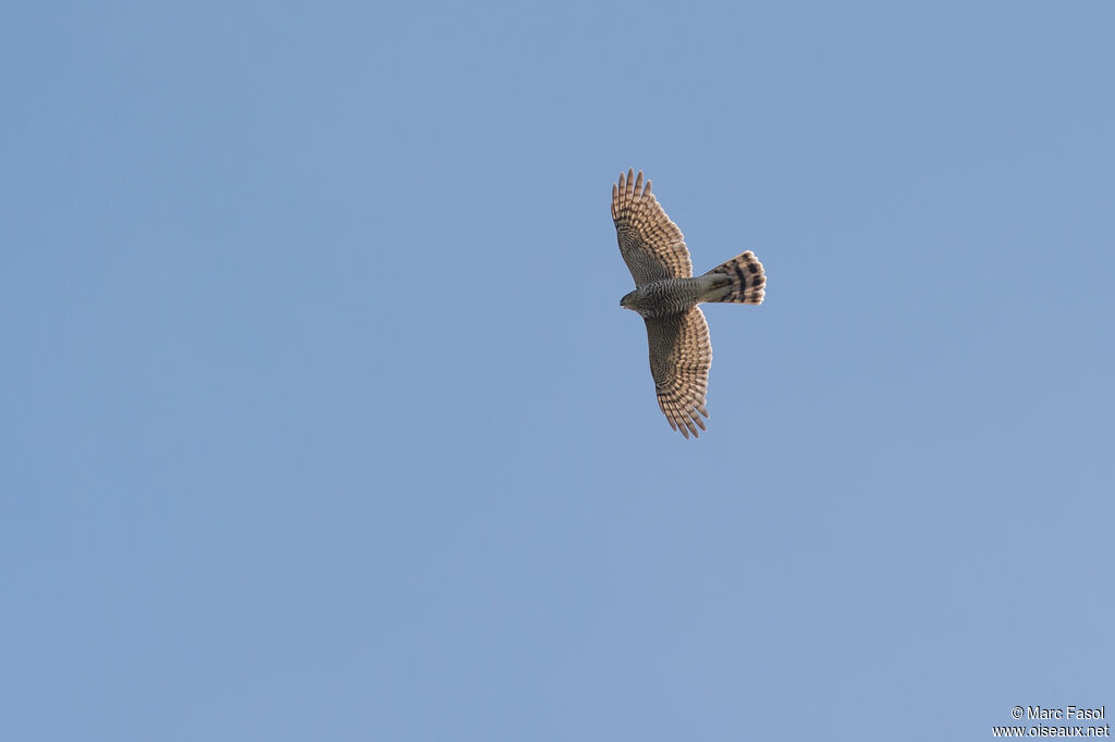 Eurasian Sparrowhawk female adult, Flight