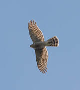 Eurasian Sparrowhawk