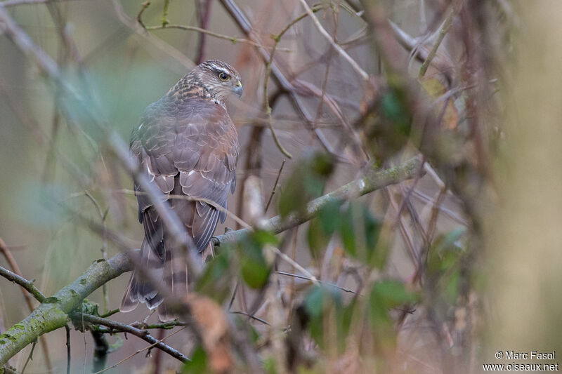 Eurasian Sparrowhawk female Second year, identification, camouflage