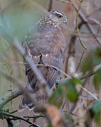 Eurasian Sparrowhawk