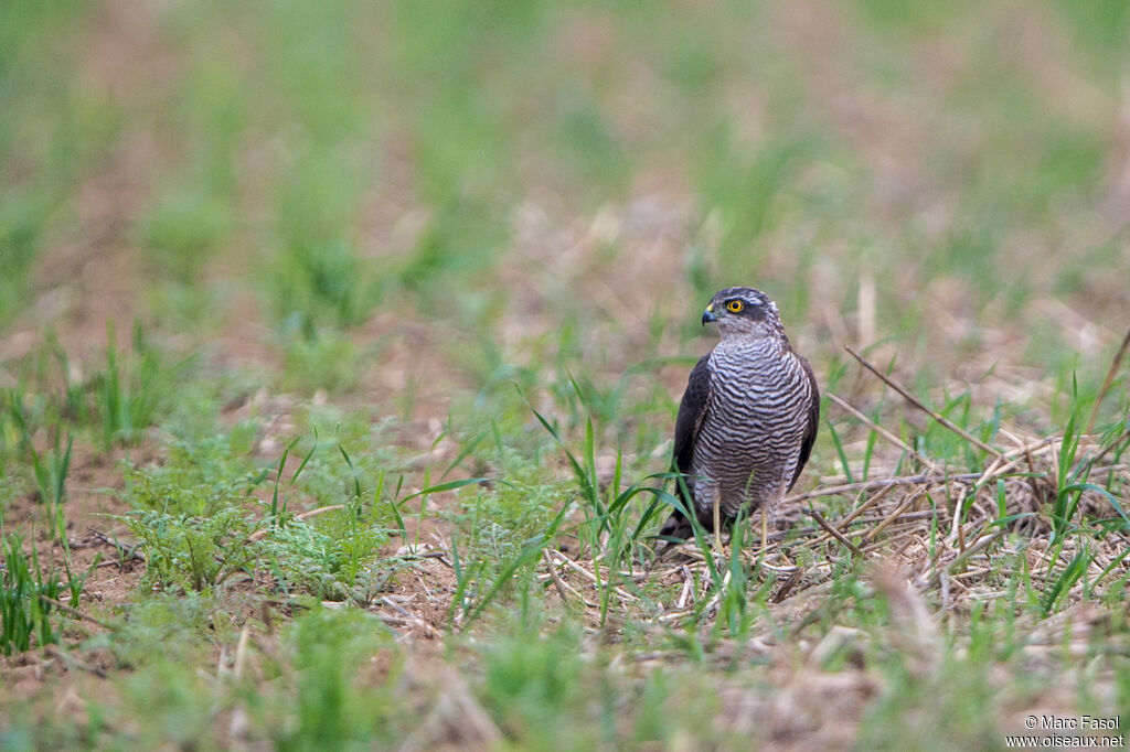 Eurasian Sparrowhawk female adult, identification, fishing/hunting