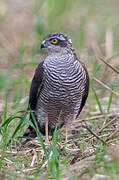 Eurasian Sparrowhawk