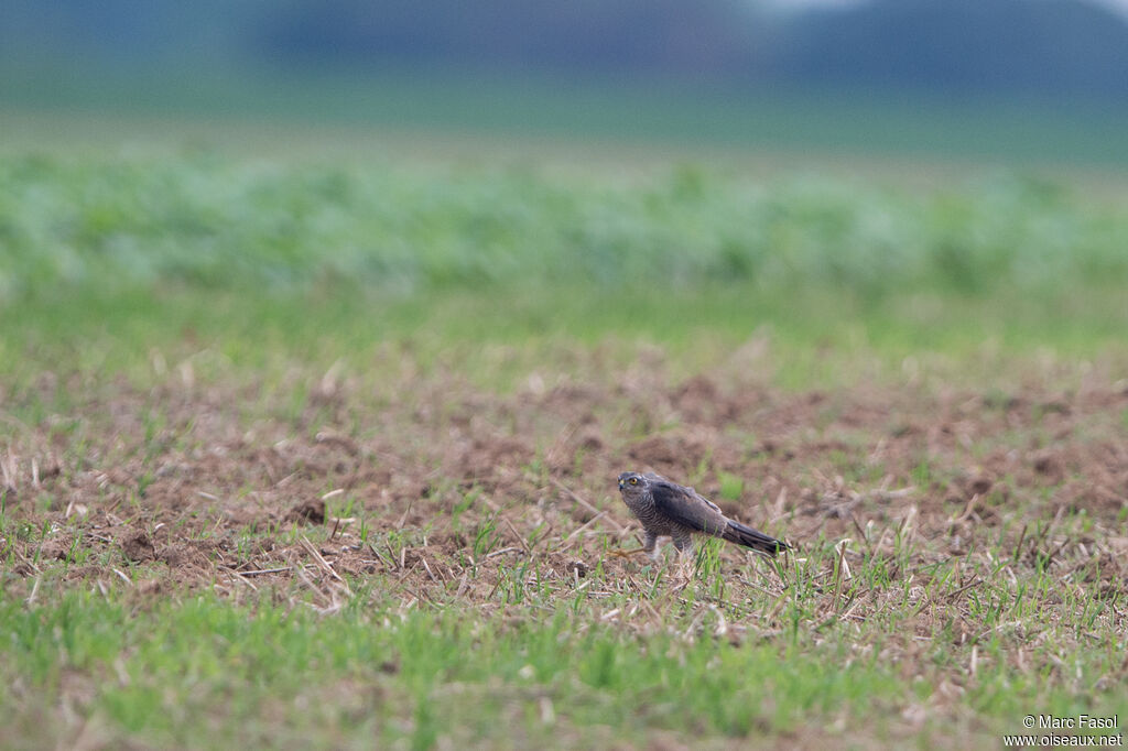 Eurasian Sparrowhawk female adult, identification, fishing/hunting