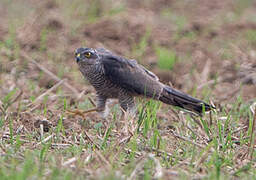 Eurasian Sparrowhawk