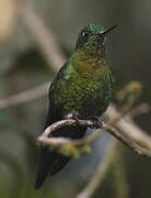 Golden-breasted Puffleg