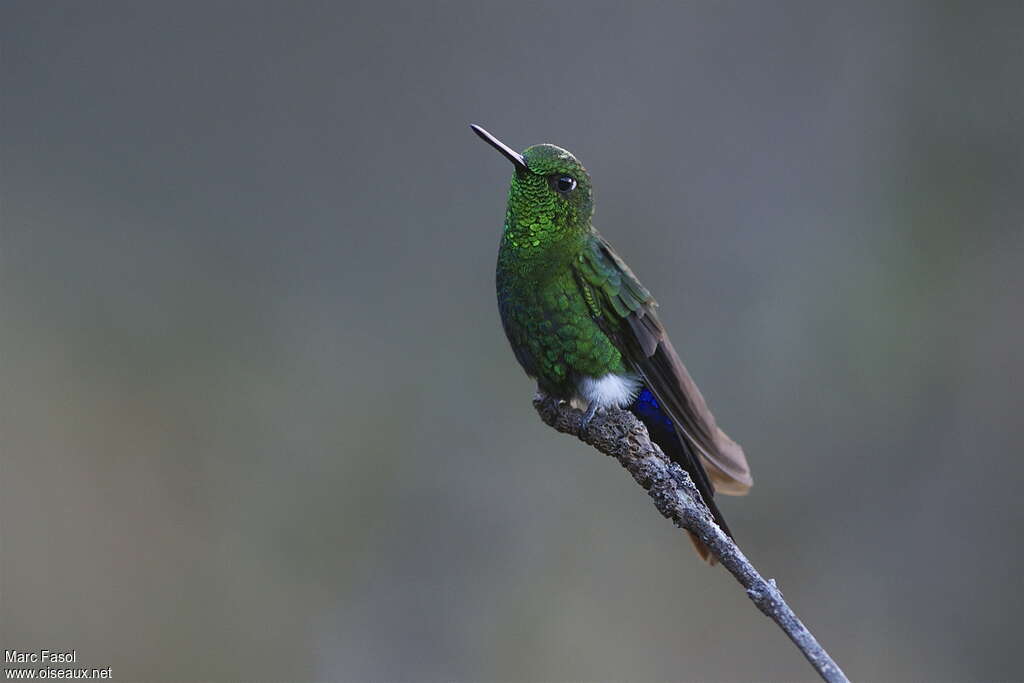 Sapphire-vented Puffleg male adult, identification