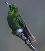 Sapphire-vented Puffleg