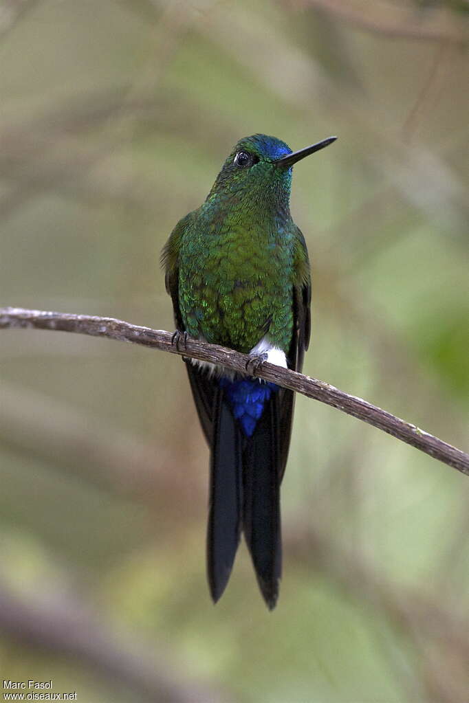 Sapphire-vented Pufflegadult, identification