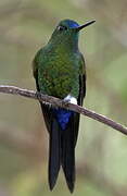 Sapphire-vented Puffleg