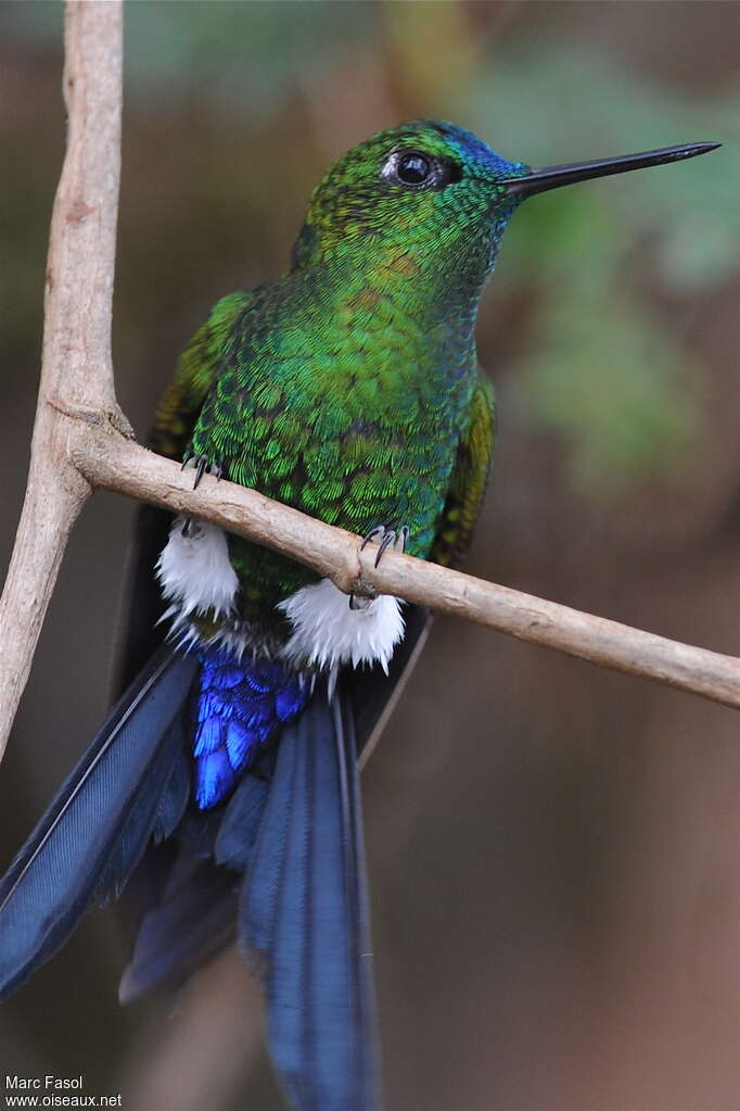 Sapphire-vented Puffleg male adult, pigmentation