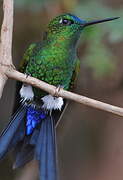 Sapphire-vented Puffleg