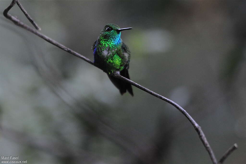 Emerald-bellied Pufflegadult, close-up portrait