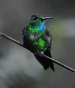 Emerald-bellied Puffleg