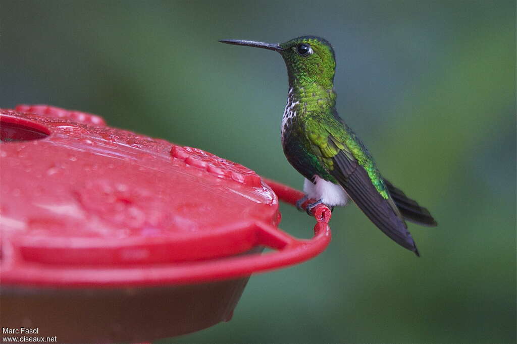 Emerald-bellied Pufflegadult, identification, feeding habits