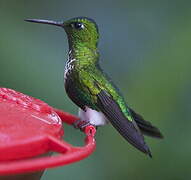 Emerald-bellied Puffleg