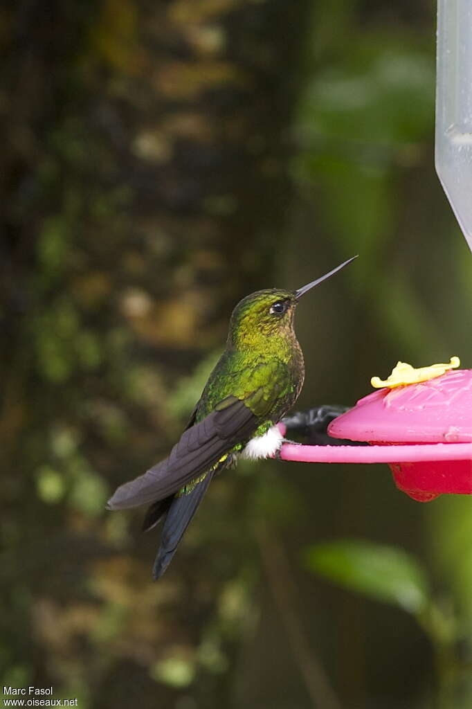 Glowing Puffleg female adult, identification