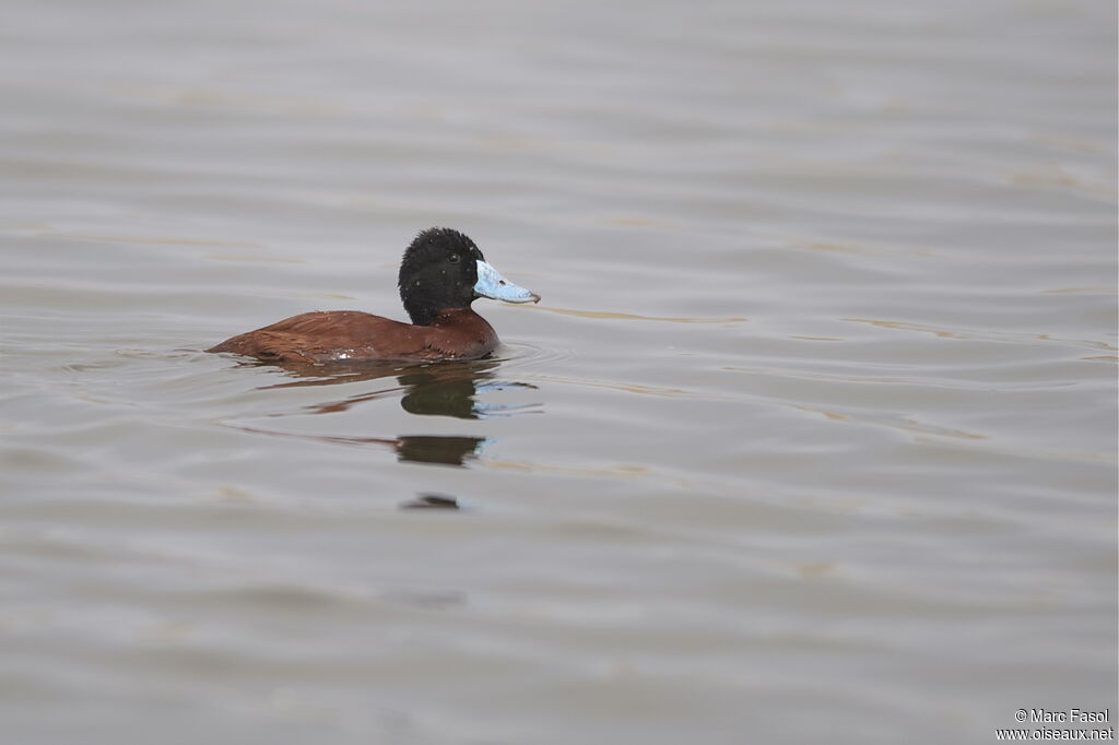 Andean Duck male, identification