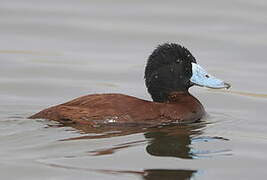 Andean Duck