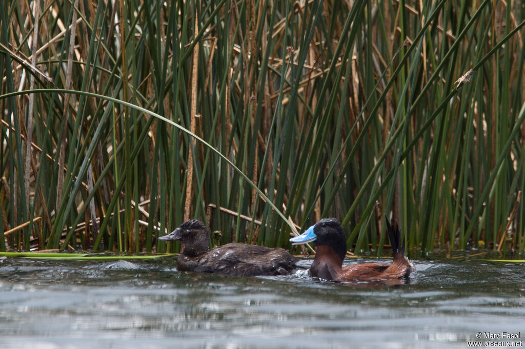 Andean Duckadult breeding