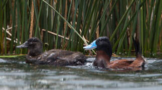 Andean Duck