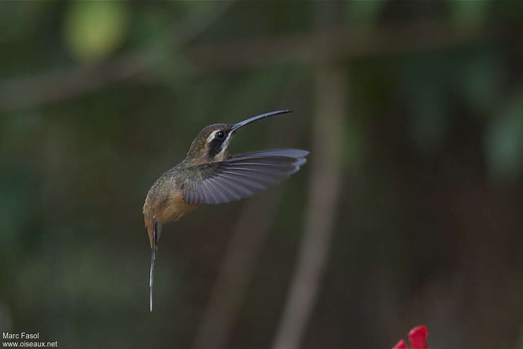 Black-throated Hermitadult, identification, Flight