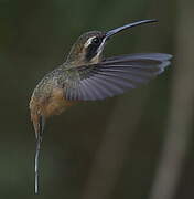 Black-throated Hermit