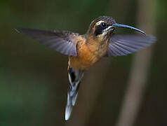 Black-throated Hermit