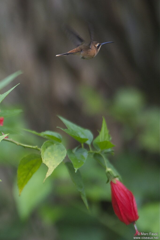 Stripe-throated Hermitadult, Flight