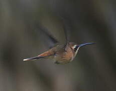 Stripe-throated Hermit