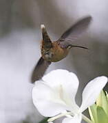 Stripe-throated Hermit