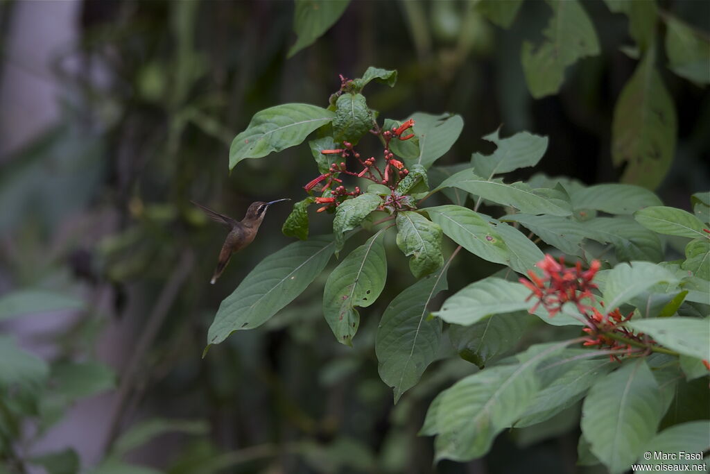 Stripe-throated Hermitadult, Flight