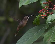 Stripe-throated Hermit