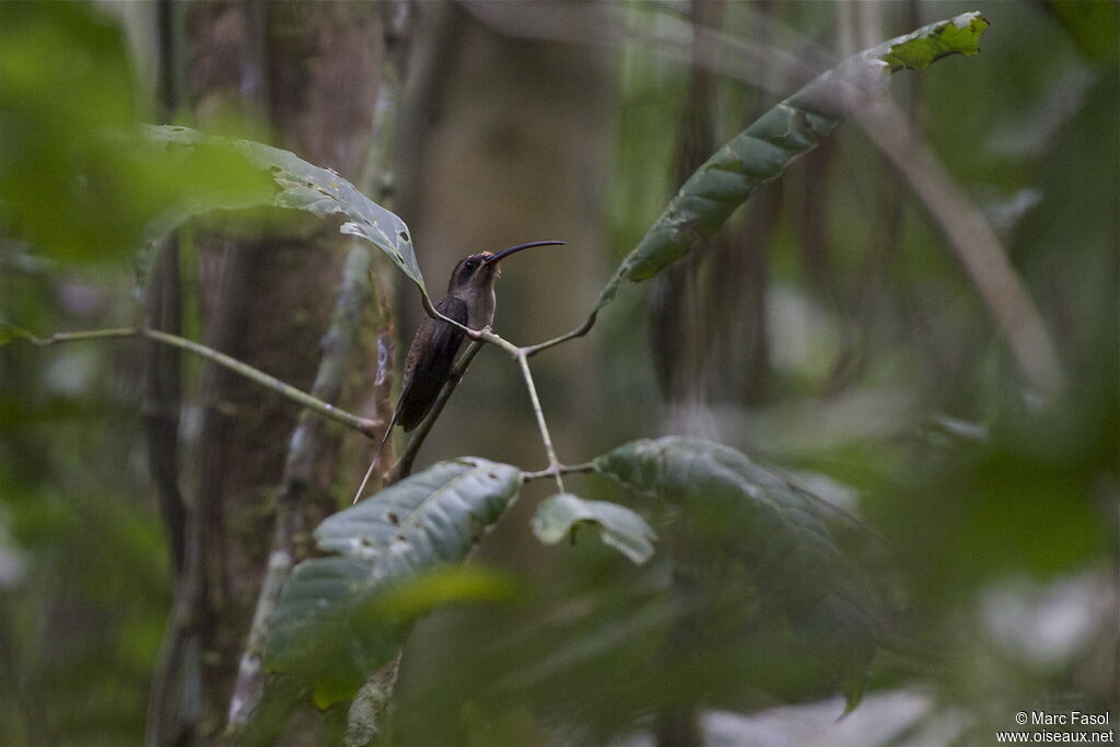 Great-billed Hermitadult, identification