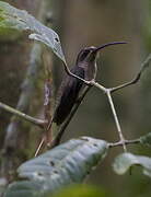 Great-billed Hermit