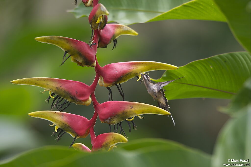 Long-billed Hermitadult, identification, Flight, feeding habits, Behaviour