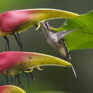 Ermite à longue queue