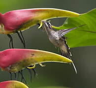 Long-billed Hermit