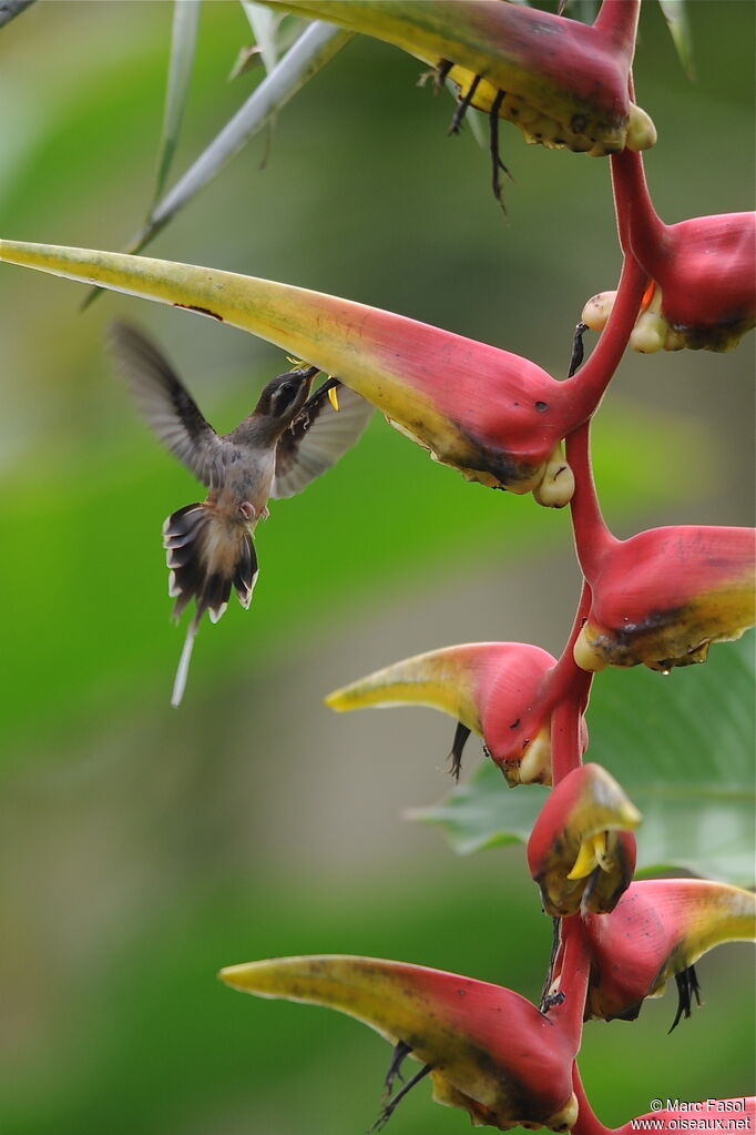 Long-billed Hermitadult, identification, Flight, feeding habits, Behaviour