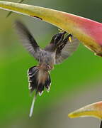 Long-billed Hermit