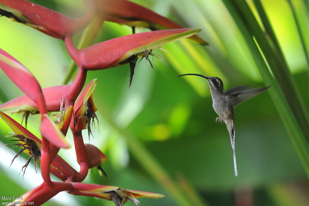 Long-billed Hermitadult, Flight