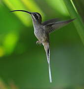 Long-billed Hermit