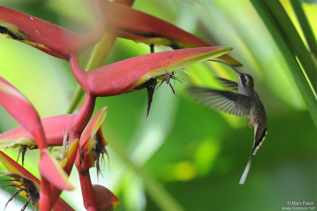 Long-billed Hermitadult, identification, Flight, feeding habits, Behaviour