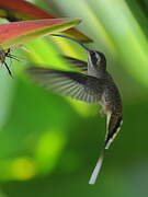 Long-billed Hermit