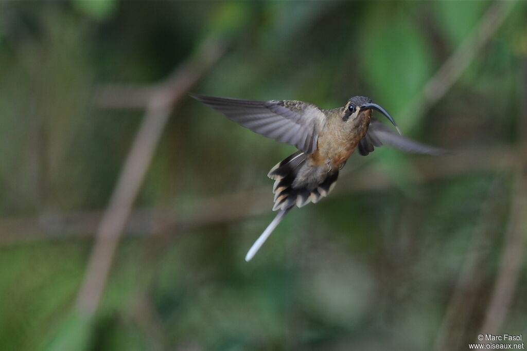 Long-billed Hermitadult, Flight