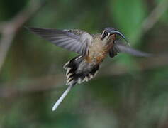 Long-billed Hermit