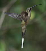 Long-billed Hermit